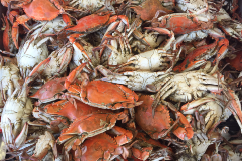 Maryland crabmeat pickers hit hard by COVID-19 this summer