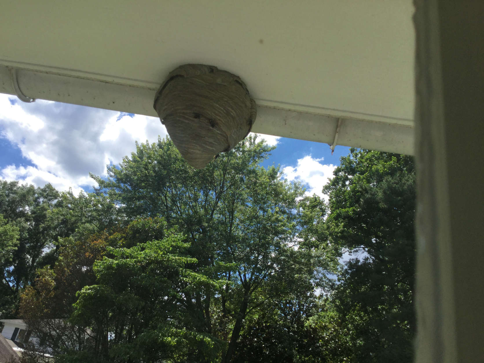 The somewhat-similar-looking nests of bald-faced hornets and European hornets max out at around 500 to 600 occupants in the fall, with each nest tending to be a little larger than a football. (Courtesy listener)