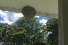 The somewhat-similar-looking nests of bald-faced hornets and European hornets max out at around 500 to 600 occupants in the fall, with each nest tending to be a little larger than a football. (Courtesy listener)