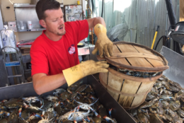 As Independence Day approaches, prices at Jessie Taylor Seafood could rise to about $125–$300 a bushel. (WTOP/Michelle Basch)