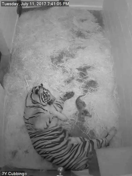 The zoo's 8-year-old Sumatran tiger Damai gave birth to the cub Tuesday afternoon while zookeepers watched via a closed-circuit camera. (Courtesy National Zoo)