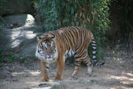 The zoo's 13-year-old tiger Sparky, who arrived at the zoo last July, is a first-time father. (Courtesy National Zoo)