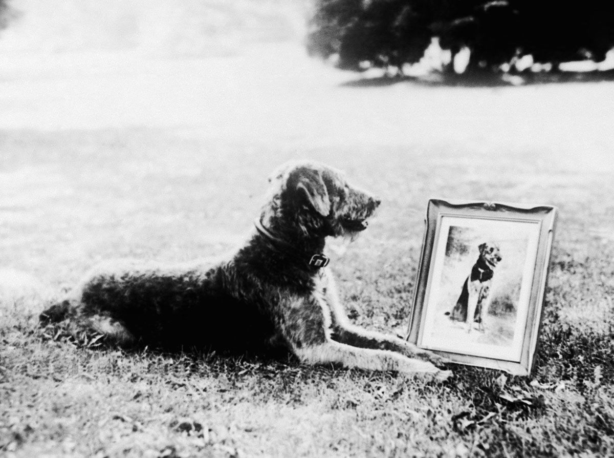 Laddie Boy, President Warren G. Harding's terrier is shown, Aug. 1, 1922. (AP Photo)