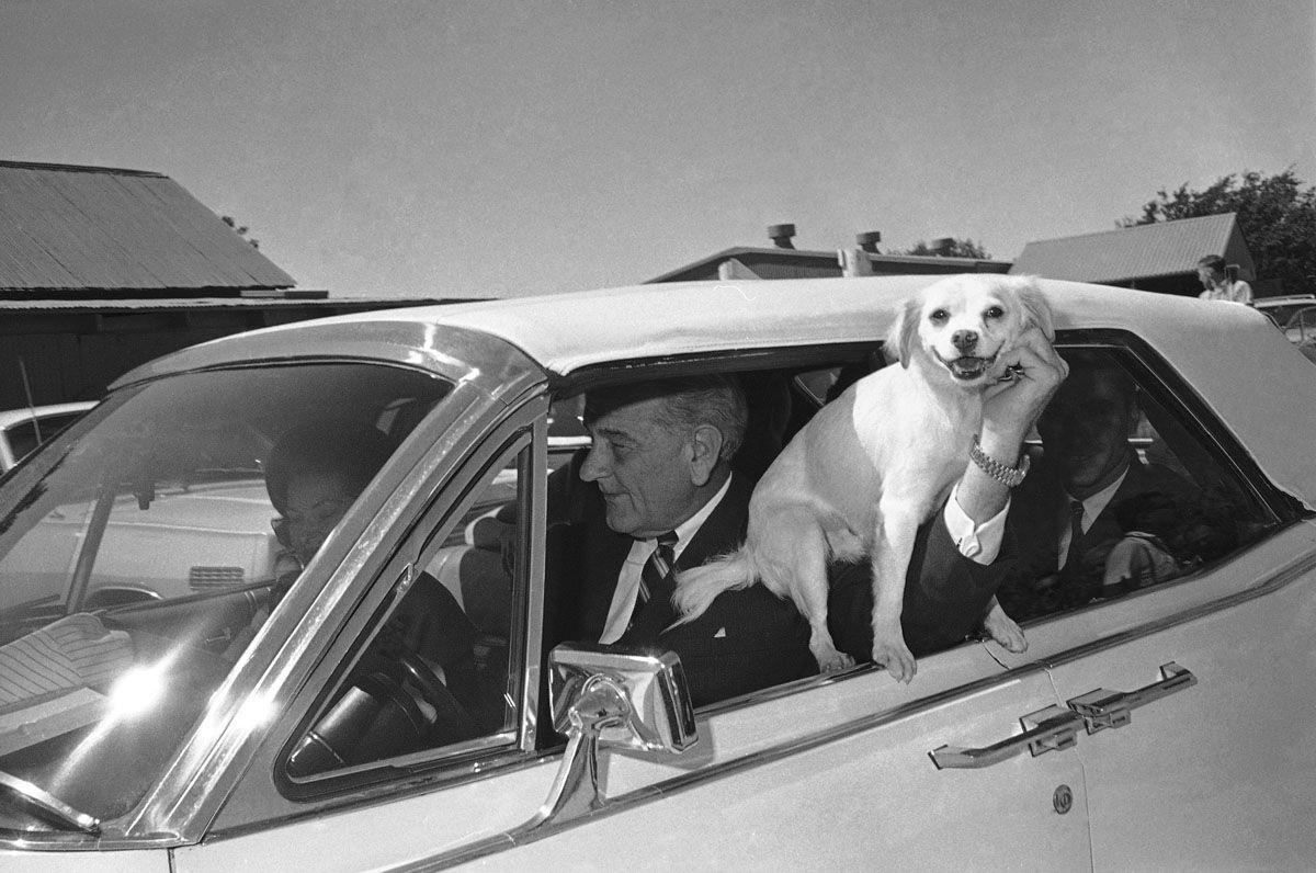 'Yuki', President Lyndon Johnson?s pet mongrel, is held out the window of the car driven by LBJ as the first family starts a ride around the Texas ranch in Stonewall, Texas, Sept. 30, 1967. Johnson, driver for the outing, is holding Yuki. In the car are Lady Bird Johnson, Pat and Luci Nugent, Lynda Bird and Marine Capt. Charles Robb. (AP Photo)