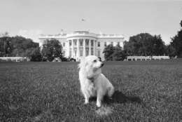 Pushinka, a gift to Presdient John F. Kennedy from Soviet Premier Nikita Khrushchev, stands her ground on the White House lawn, Aug. 14, 1963, while the rest of the family's dogs vacation with the first family at Cape Cod. Pushinka was the offspring of Soviet space dog Stelka. (AP Photo/William J. Smith)