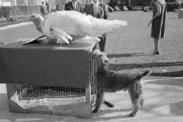 Charlie, Caroline Kennedy's pet Welsh terrier, inspects a turkey presented to President Kennedy after a traditional Thanksgiving week ceremony at the White House in Washington, Nov. 19, 1963. President Kennedy "pardoned" the bird, sending it back to the farm. Charlie had the run of the grounds during the ceremony. (AP Photo)