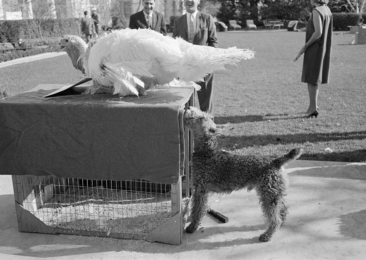 Charlie, Caroline Kennedy's pet Welsh terrier, inspects a turkey presented to President Kennedy after a traditional Thanksgiving week ceremony at the White House in Washington, Nov. 19, 1963. President Kennedy "pardoned" the bird, sending it back to the farm. Charlie had the run of the grounds during the ceremony. (AP Photo)