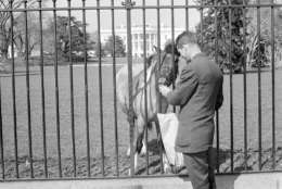 Caroline Kennedy's pet pony Macaroni accepts a handout from Towner Keener through the fence surrounding the White House grounds in Washington, D.C., March 16, 1962.  The pony grazes the lawn of the executive mansion, seen in background.  (AP Photo)