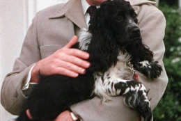 FILE-- Richard Nixon is seen with his dog "Checkers," at his home in Spring Valley neighborhood of Washington, DC., in this July 2, 1959 file photo. Not even a president should be separated from his faithful dog, especially if the canine helped save his political career. The body of Richard Nixon's cocker spaniel, Checkers, may be exhumed from a New York cemetery and reburied near the former president and his wife Pat in California. (AP Photo/ FILE)