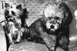 Shown in photo are dogs Pasha and Vicky pets of U.S. President Richard M. Nixon on Feb. 3, 1969. (AP Photo)