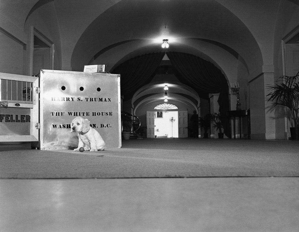 Oblivious to its palatial and imposing surroundings, feller, a five-weeks-old cocker spaniel gift to President Truman, sits disconsolately outside its shipping case in a large corridor of the White House in Washington on Dec. 22, 1947. The ball at its feet gets no play as the pup waits for a playful fiend. (AP Photo/Bill Smith)