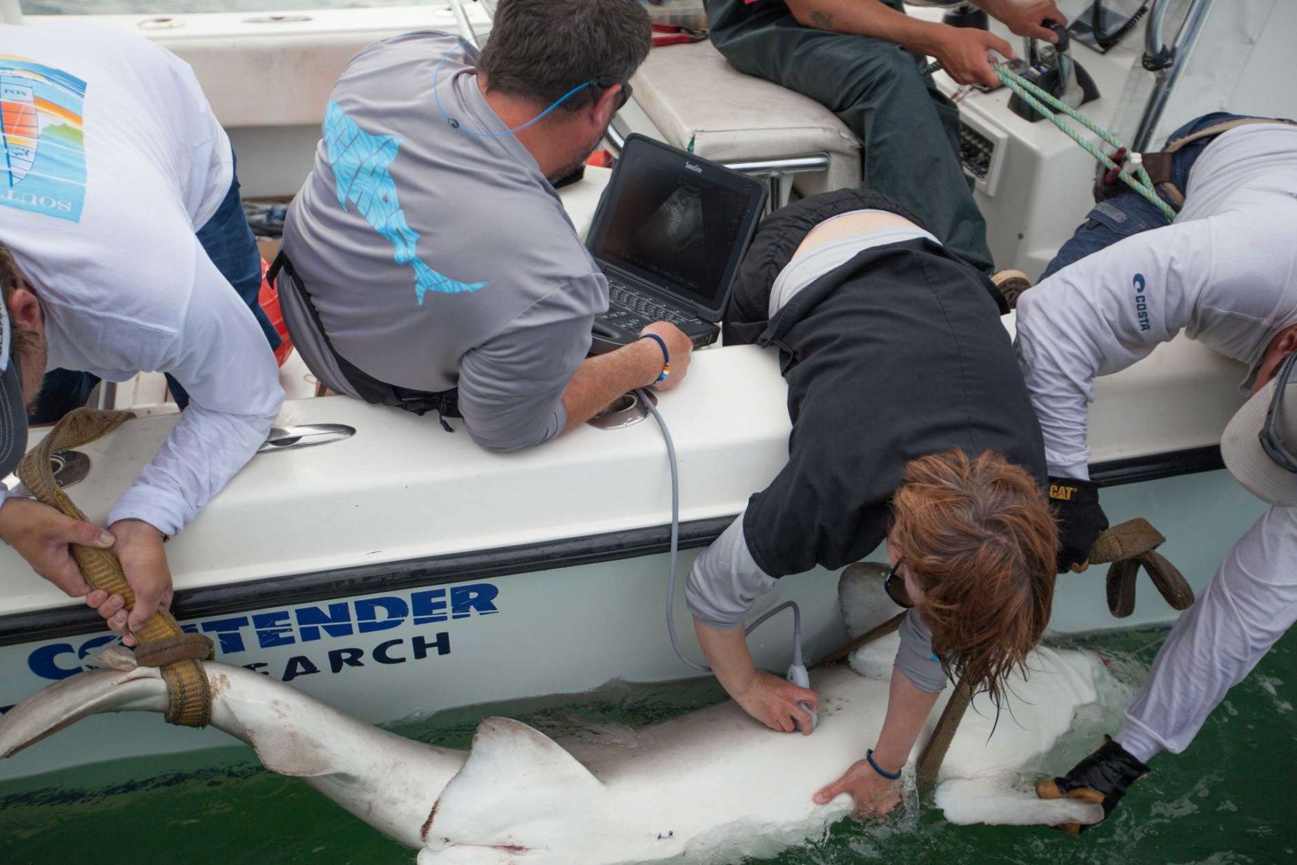 An OCEARCH crew caught, tagged and took blood samples from some tiger sand sharks during its recent mid-Atlantic expedition. (Courtesy OCEARCH)