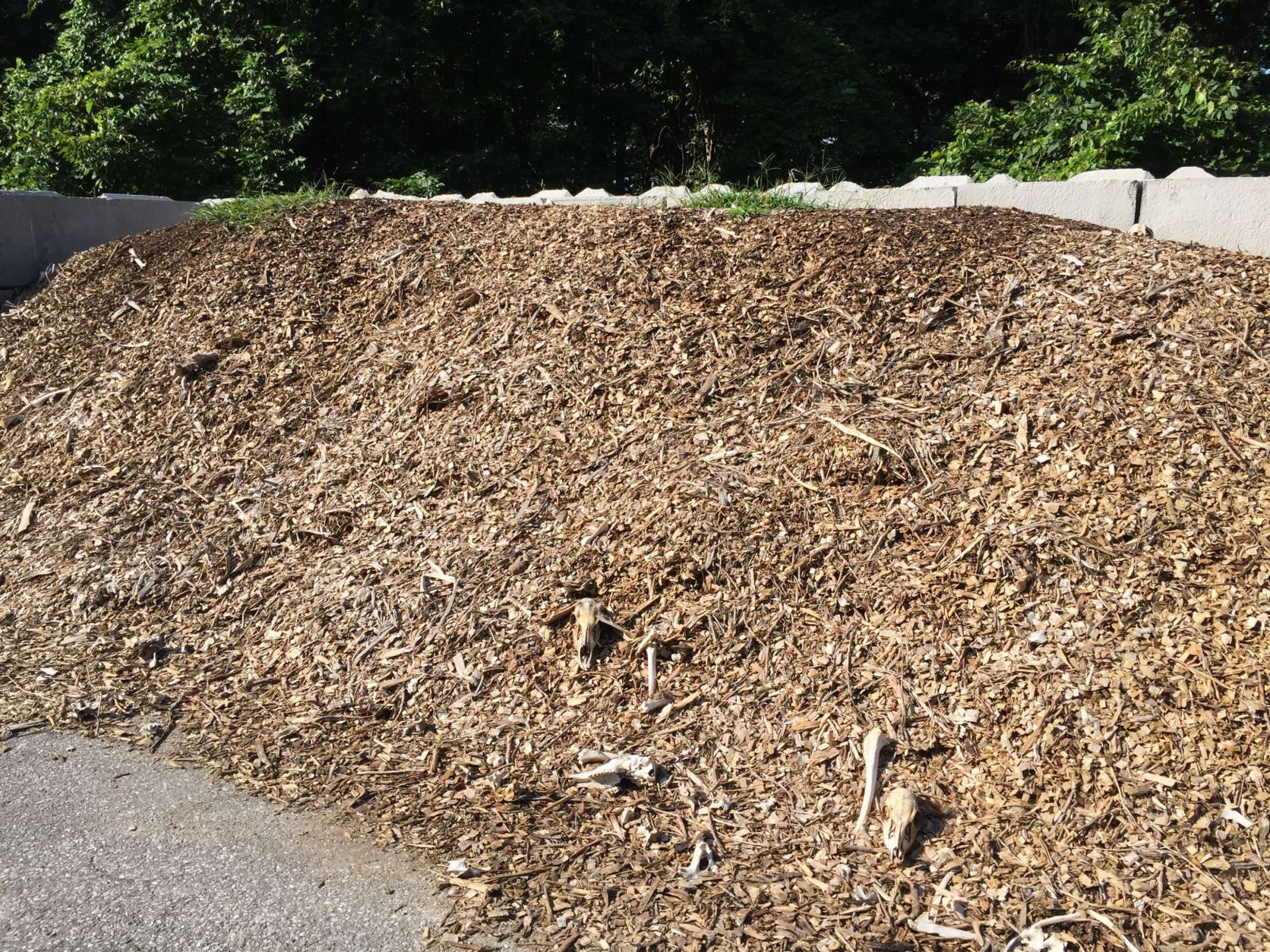 Jim Fogle of the Maryland State Highway Administration said internal temperatures reach 80 to 90 degrees; and that’s enough to reduce the carcass to a little more than bones in about six months. 
(Courtesy SHA/Charlie Gischlar)