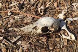 The high temperatures created by wood chips and other composting materials melt the carcass so that all that is left are bones. (Courtesy SHA/Charlie Gischlar)