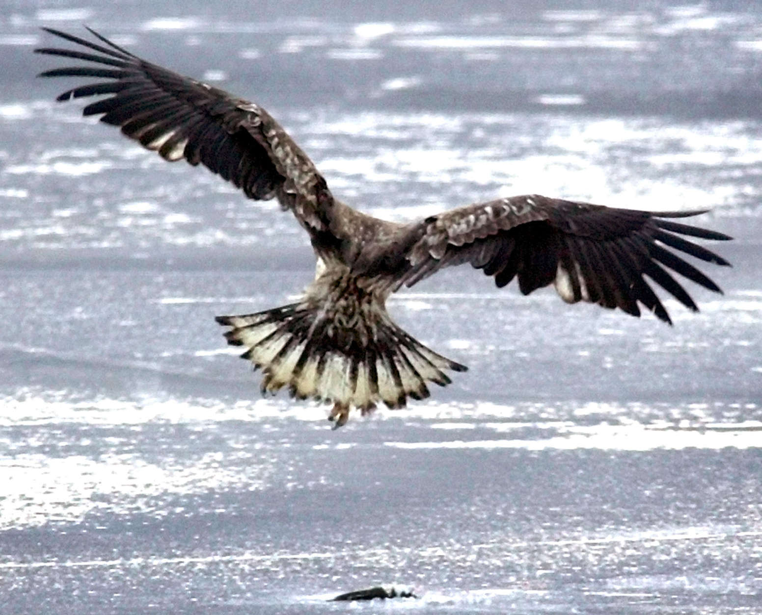 An osprey comes in for a landing after spotting a piece of fish discarded by an ice-fisherman the night before on Center Pond, Tuesday morning, Feb. 19, 2002, in Phippsburg, Maine. Ospreys have a wingspan of five to six feet.  (AP Photo/Robert F. Bukaty)