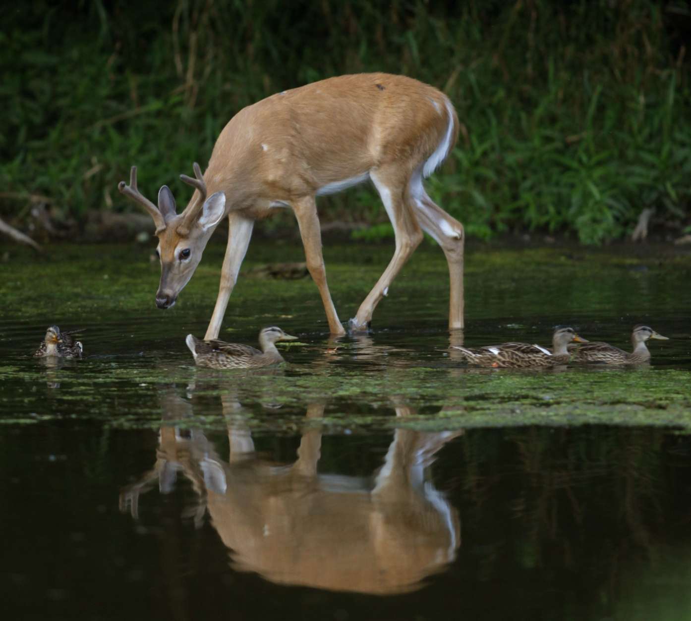 FILE — A white-tailed deer buck and mallard ducks move through shallow water in the Greater Fouty-Rutkowski Pond at dusk Friday, Aug. 12, 2011, in East Lansing, Mich. (AP Photo/Al Goldis)