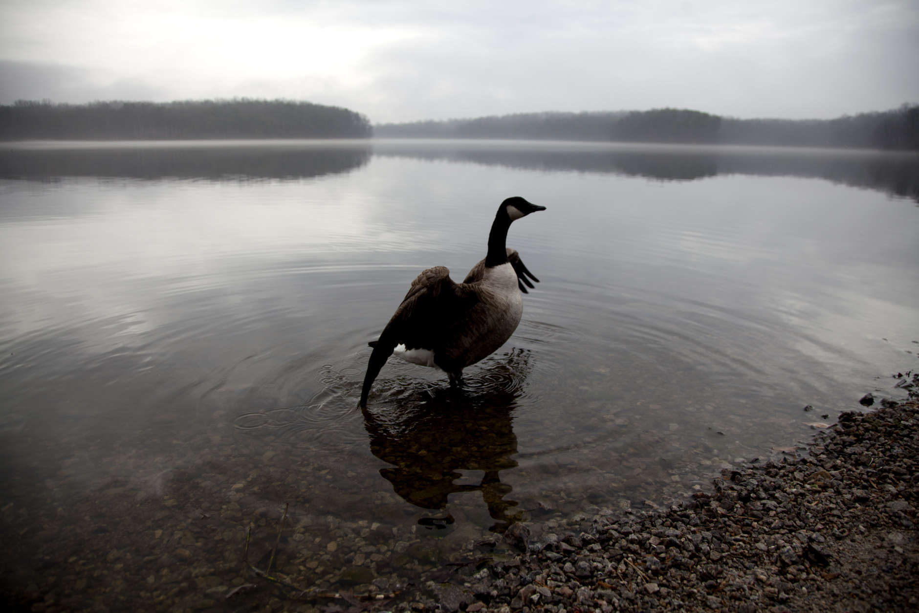 A lone Canada Goose stretches its wings on the shore of a glassy-calm Burke Lake in Fairfax Station, Va., Friday, Feb. 24, 2012. (AP Photo/Carolyn Kaster)