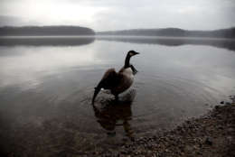 A lone Canada Goose stretches its wings on the shore of a glassy-calm Burke Lake in Fairfax Station, Va., Friday, Feb. 24, 2012. (AP Photo/Carolyn Kaster)