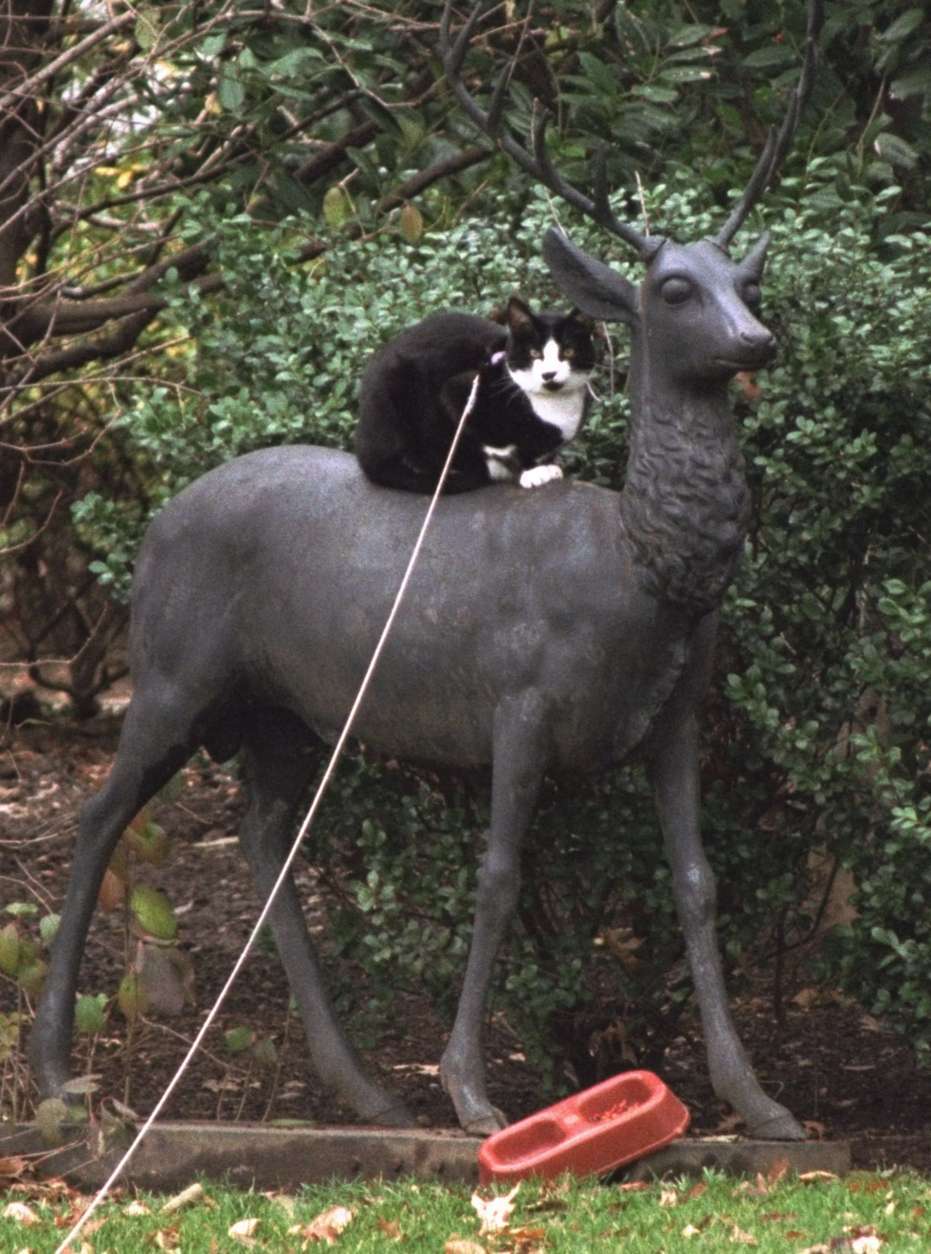** FILE ** In this Dec. 25, 1994 file photo, Socks, the Clinton family cat, perches atop a reindeer statue on the White House lawn behind the Oval Office in Washington. (AP Photo/Wilfredo Lee, File)