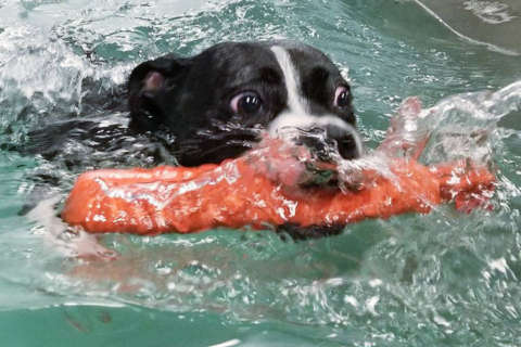 Fitness for Fido: Dog gyms, workouts flourish in DC area during ‘dog days’