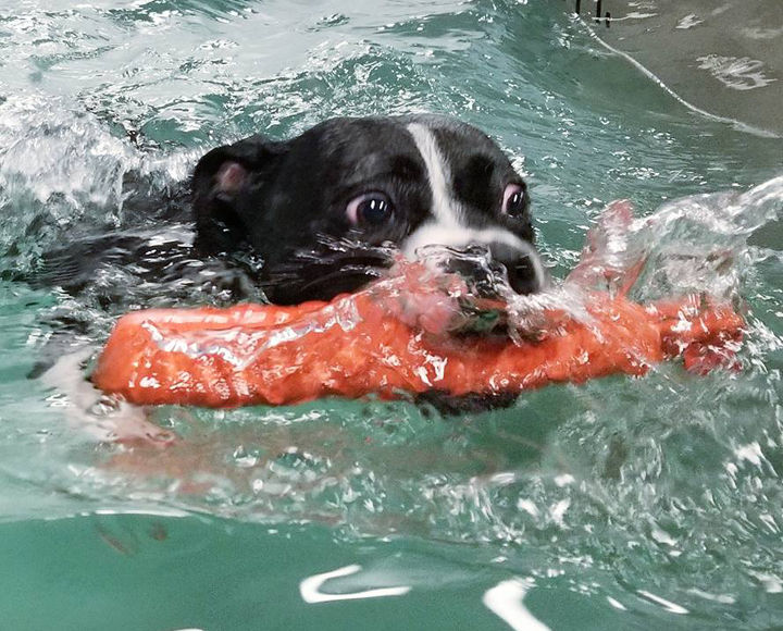 Fitness for Fido Dog gyms, workouts flourish in DC area during ‘dog