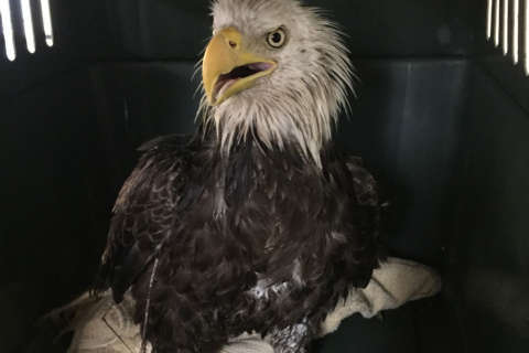 Eagle found in Southeast DC showing signs of improvement