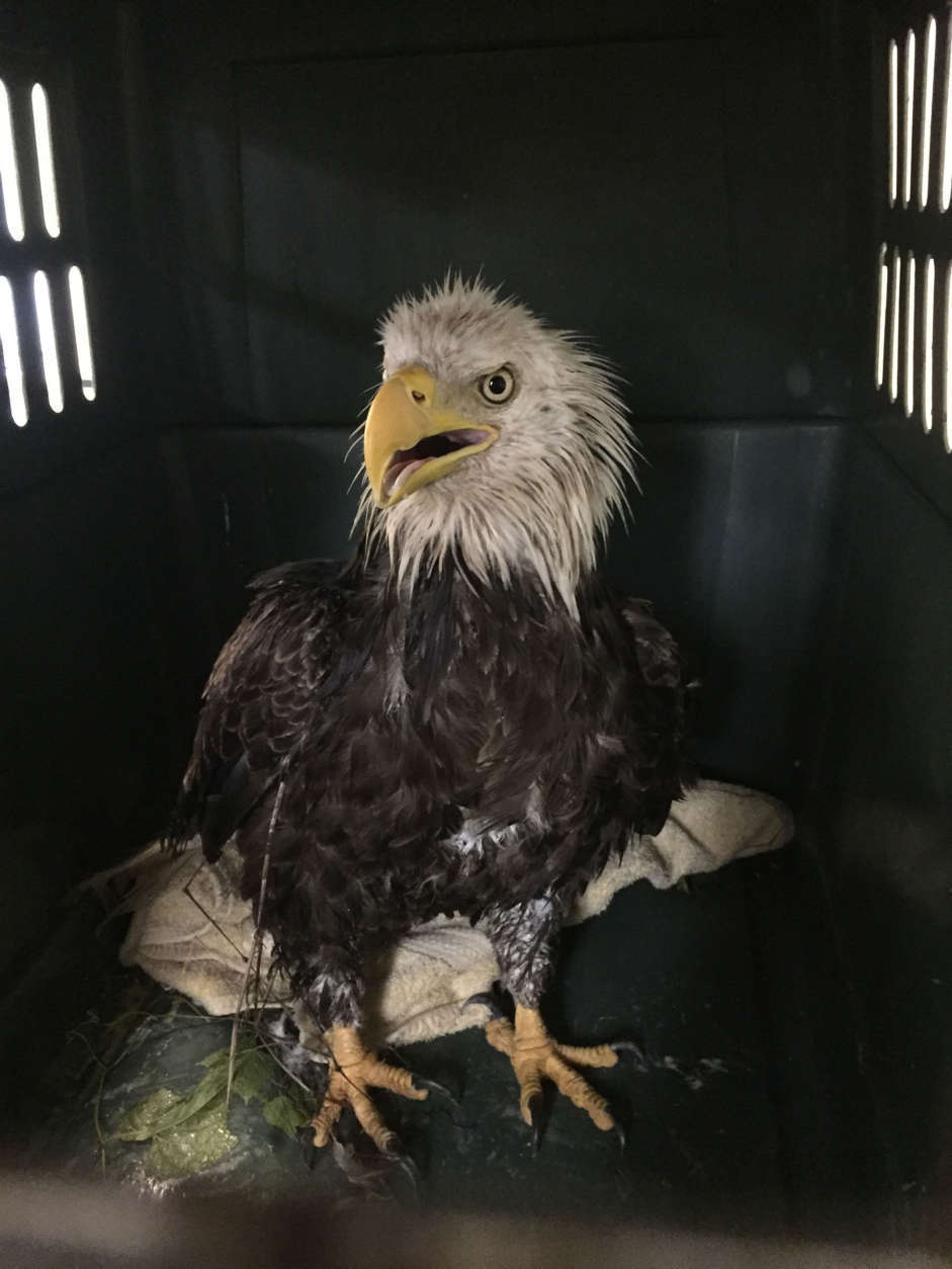 The injured eagle was having difficulty breathing, lethargic and unable to fly, when the Humane Rescue Alliance found it in Southeast D.C. (Courtesy City Wildlife)