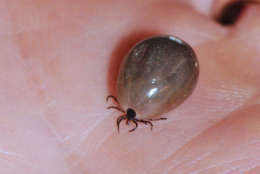 Fully engorged ticks can be enormous. (Courtesy Mike Raupp/University of Maryland)