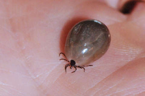 DC-area tick population booming; how to protect yourself