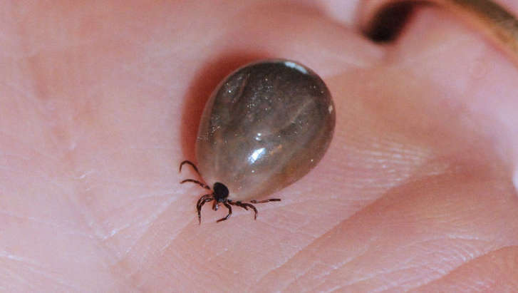 DC-area tick population booming; how to protect yourself | WTOP