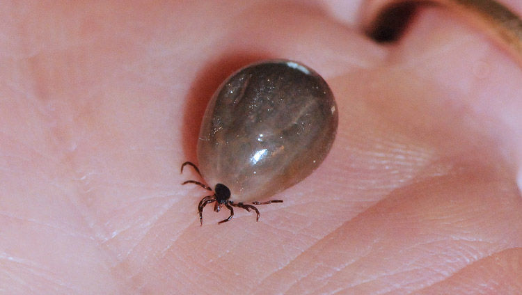 Fully engorged ticks can be enormous. (Courtesy Mike Raupp/University of Maryland)
