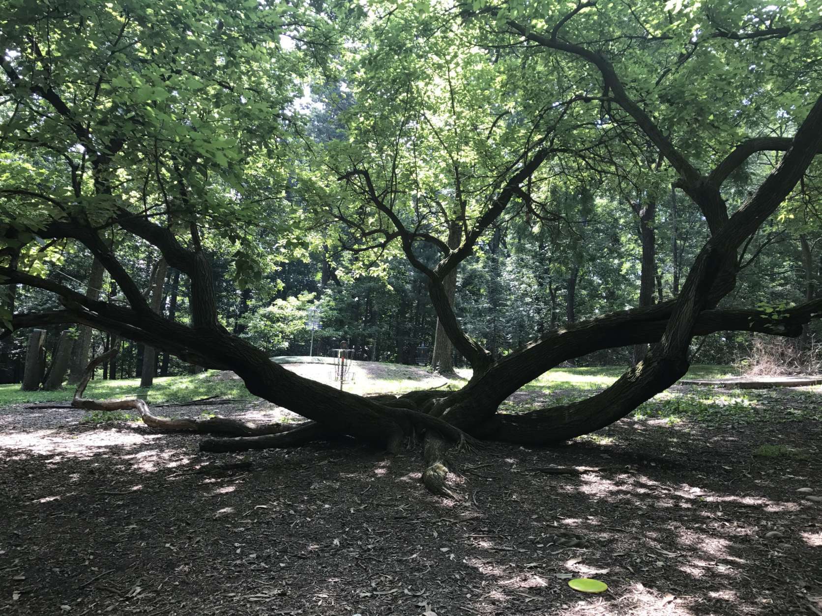 One of the baskets at Bluemont Park is situated behind a beautiful and unusual tree. (WTOP/Ginger Whitaker)