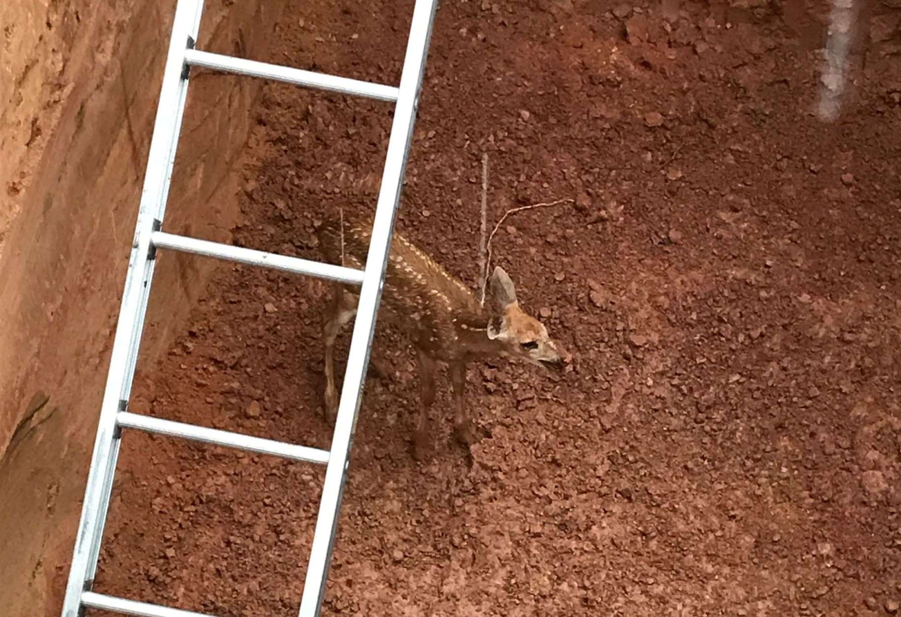 A baby deer had fallen into a hole dug for a construction project along the fence line of the National Institute of Standards and Technology in Gaithersburg. (Courtesy Montgomery County Fire & Rescue)