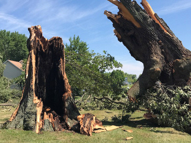 The remains of a downed tree tower over its stump in Stevensville, Maryland on Monday, July 24, 2017. (WTOP/Steve Dresner)