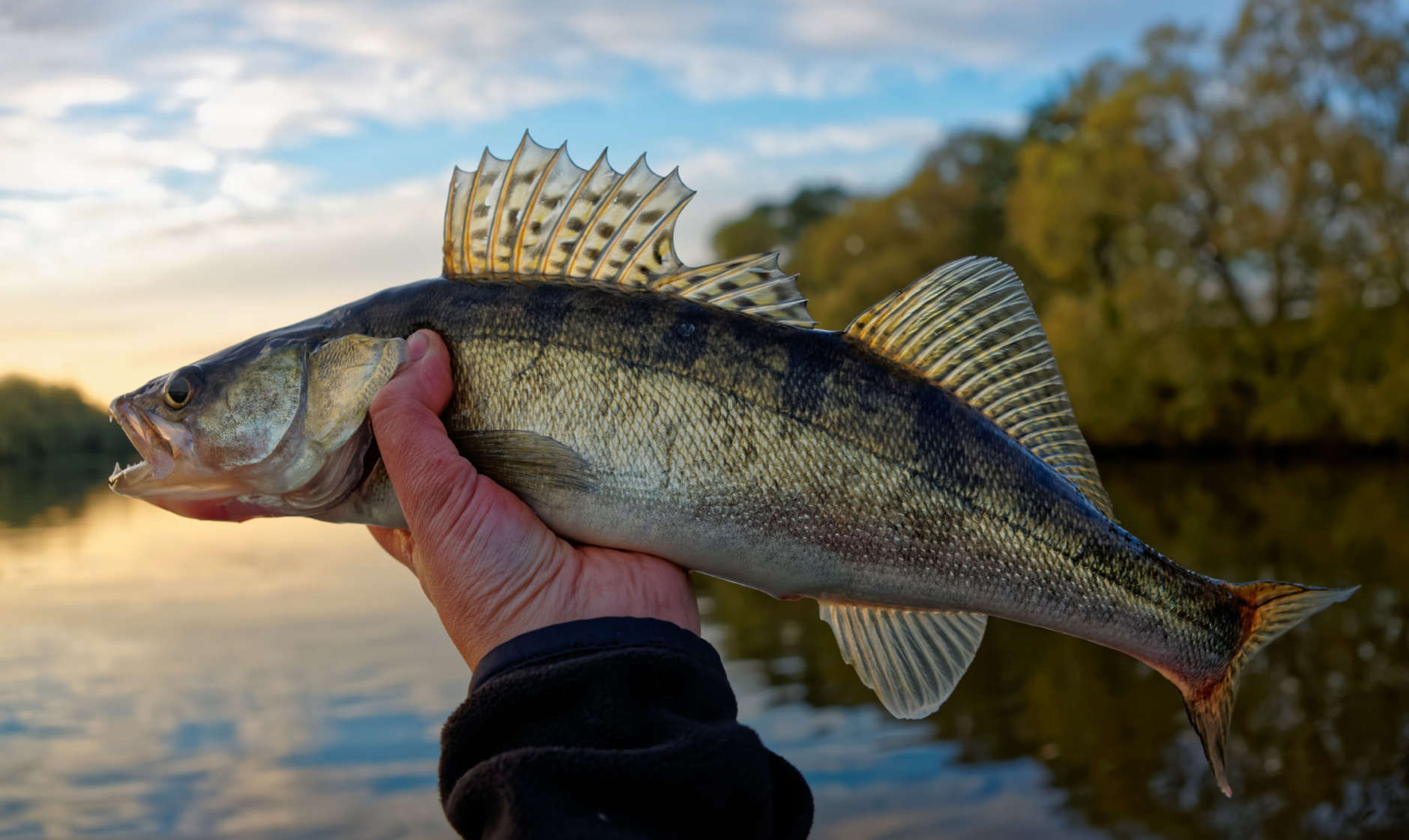 Walleye in fisherman's hand, sunset shot