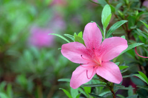 Brown azaleas: Are these shallow-rooted plants victims of a hot, dry July?