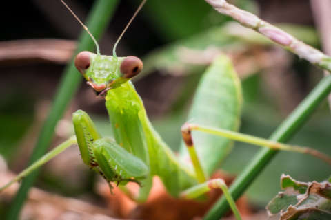 ‘Like a mountain lion in your landscape’: Praying mantises will attack birds
