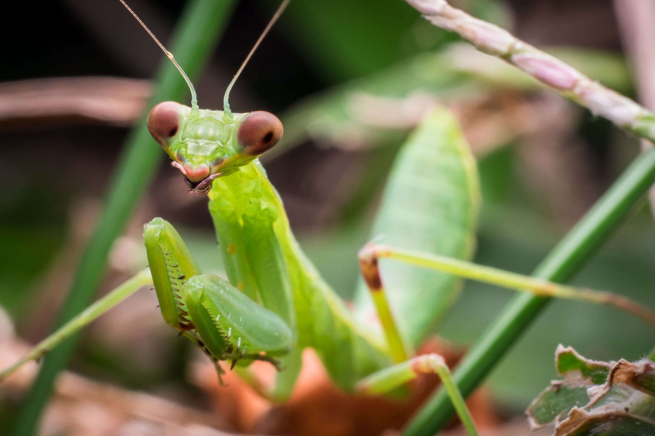 'Like a mountain lion in your landscape' Praying mantises