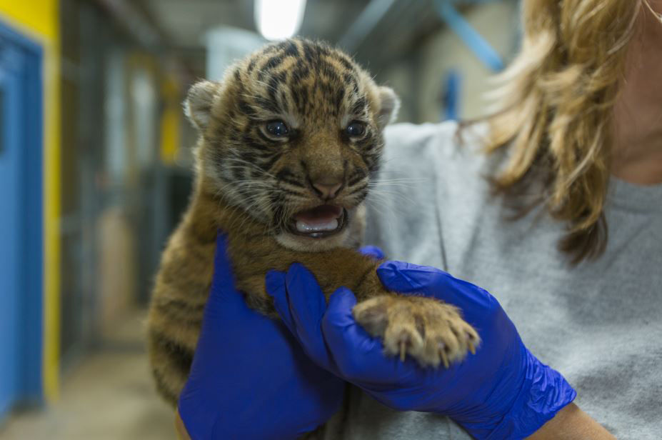 The tiger cub will not make his public debut at the zoo until later this fall, but visitor's can see the cub's father, Sparky, and half-brother, 3-year-old Bandar at the Great Cats habitat. (Courtesy Smithsonian National Zoo/Roshan Patel)