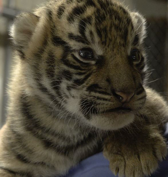 As of July 26, this little tiger cub weighed only 6 pounds, 8 ounces, but once fully grown it will weigh between 220 and 310 pounds. (Courtesy Smithsonian National Zoo/Roshan Patel)