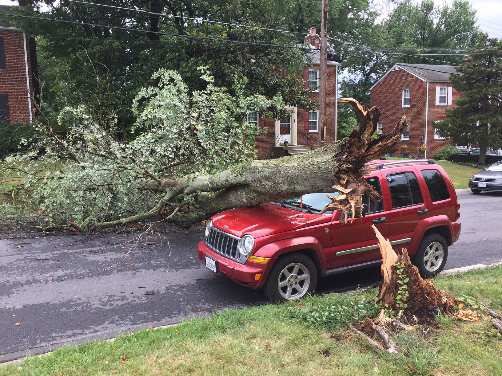 Tree on a car in Wheaton, Maryland. (Courtesy Richard Johnson)