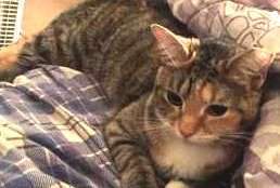 Dola, who is up for adoption at the Humane Rescue Alliance, is one of the cats who will benefit from more bedding. (Courtesy Humane Rescue Alliance)