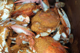 Photo shows a half-bushel of crabs