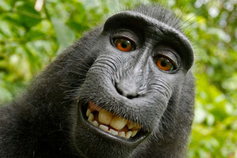 Court sides with human in copyright fight over monkey selfie