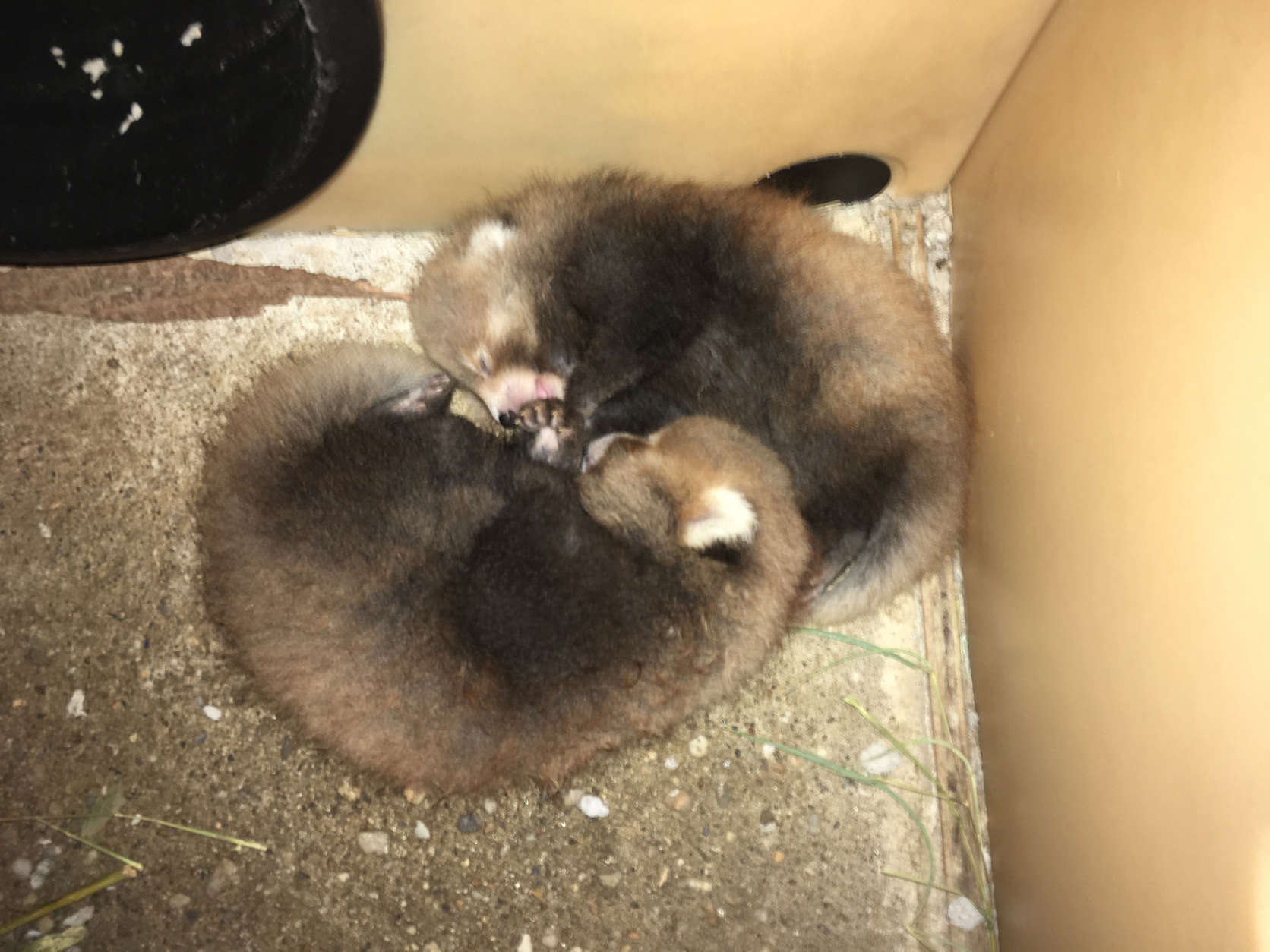 Nutmeg’s cubs in their nest box. (Smithsonian Conservation Biology Institute/Jessica Kordell)