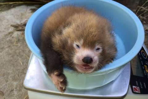 Red panda cubs born at Smithsonian institute (Photos)