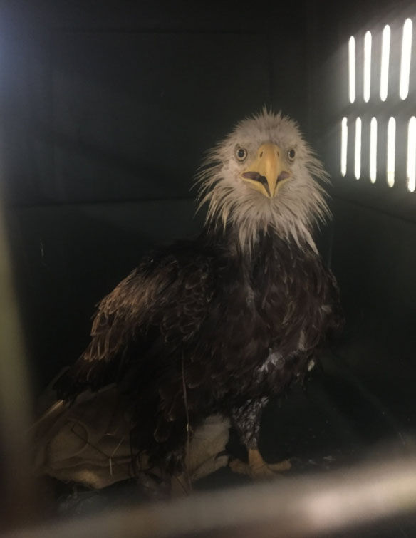The injured eagle was having difficulty breathing, lethargic and unable to fly, when the Humane Rescue Alliance found it in Southeast D.C. (Courtesy Humane Rescue Alliance)