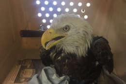 An injured bald eagle was rescued by the Humane Rescue Alliance Saturday in Southeast D.C. (Courtesy Humane Rescue Alliance)