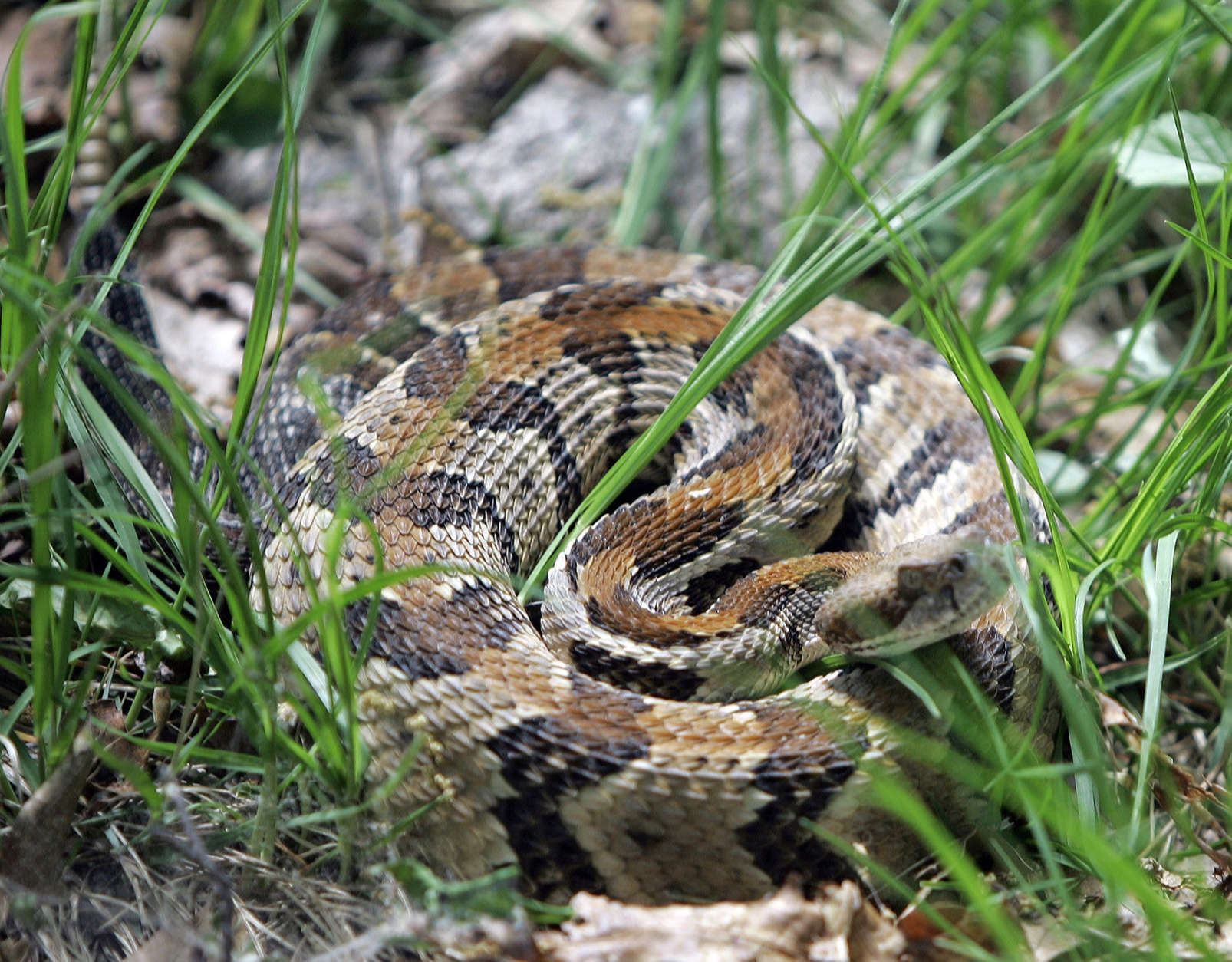 A timber rattlesnake sits coiled on section of a trail in Mountaintown, Ga., Wednesday, May 23, 2007. Fortunately Maryland and Northern Virginia is home to only two types of poisonous snakes, the timber rattlesnake and the copperhead. (AP Photo/John Bazemore)