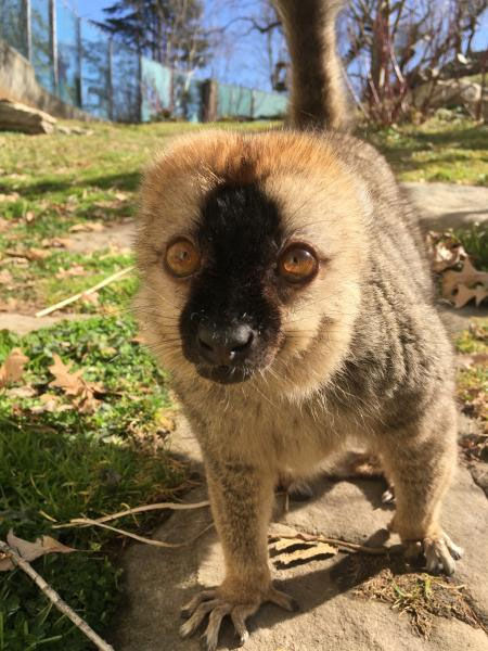 Red Oak, a 24-year-old red-fronted lemur at the National Zoo was euthanized this week after being found unresponsive and then going into cardiac arrest, the zoo said. (Courtesy Alexandra Reddy/National Zoo)